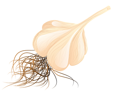 garlic bulb isolated on a white backgroundのイラスト素材