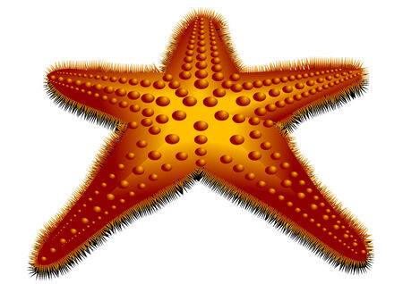 starfish isolated on white backgroundのイラスト素材