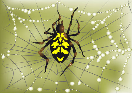 spider on web with a water dropsのイラスト素材