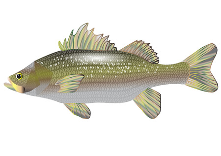 sea bass isolated on a white backgroundのイラスト素材