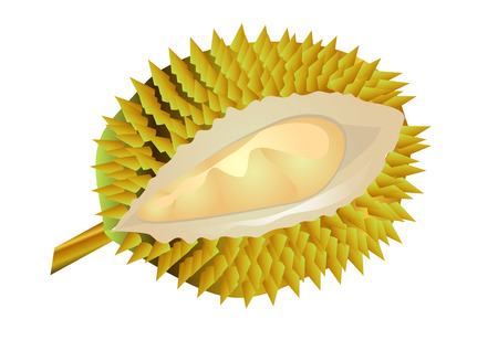 durian fruit isolated on a white backgroundのイラスト素材