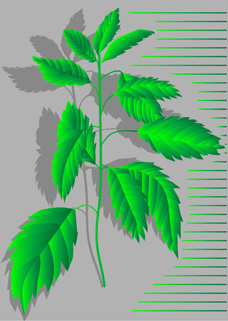 nettles  abstract plant with shadow on grey backgroundのイラスト素材