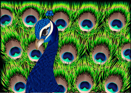 peacock abstract birdのイラスト素材