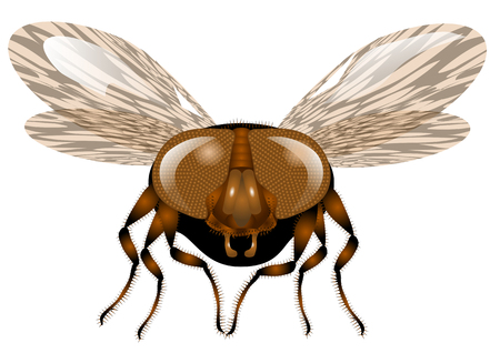 macro fly isolated on a white backgroundのイラスト素材