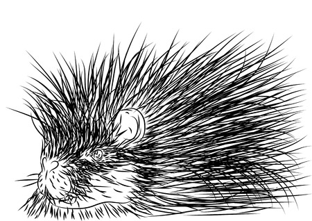 porcupine outline isolated on a white backgroundのイラスト素材