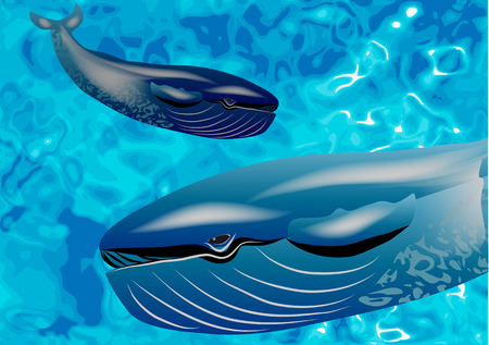 whale underwater  two blue whales frolic in waterのイラスト素材