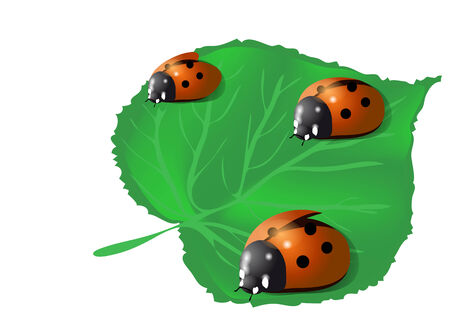 three ladybugs on a leaf isolated on whiteのイラスト素材