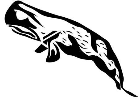 sperm whale. silhouette of animal isolated on whiteのイラスト素材