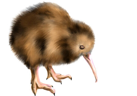 brown kiwi isolated on a white backgroundの写真素材