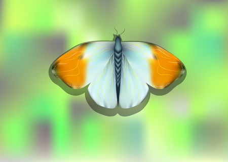 orange tip butterfly on blurred abstract backgroundのイラスト素材
