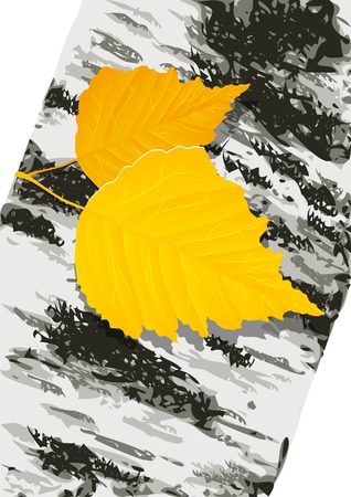 autumn leaves of betula on textured truncのイラスト素材