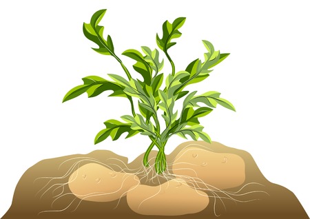 potato in soil isolated on a white backgroundのイラスト素材