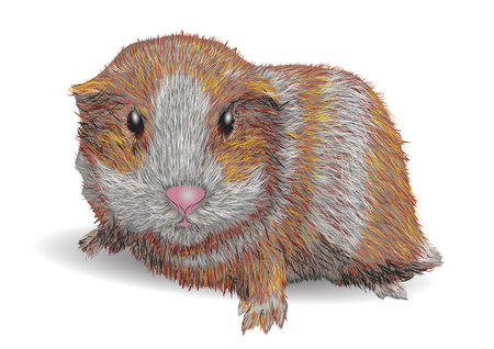 Guinea pig isolated on a white backgroundのイラスト素材