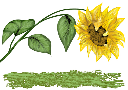 sunflower and grass isolated on white backgroundのイラスト素材