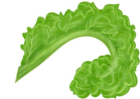curly kale isolated on a white backgroundのイラスト素材