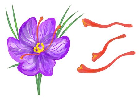 saffron with flower isolated on a white backgroundのイラスト素材