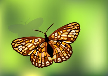 Checkerspot. Butterfly on green background.のイラスト素材