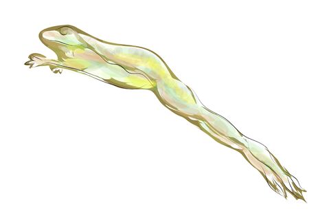 frog jumping. toad isolated on a white backgroundのイラスト素材