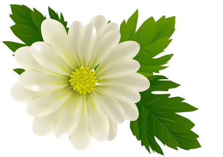 chrysanthemum with leaves isolated on white backgroundのイラスト素材