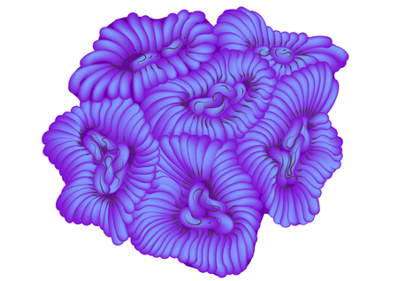 blue coral isolated on white. 10 EPSのイラスト素材