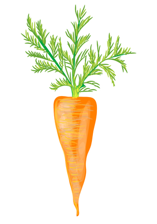 carrot isolatedのイラスト素材