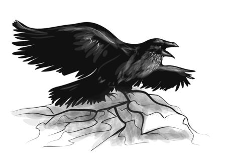 raven on white. raven with wide-spread wings blackのイラスト素材