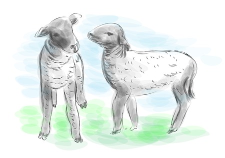 lambs. two little sheep in green lawnのイラスト素材