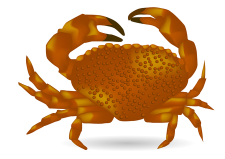 Sea ââcrab isolated on the white backgroundのイラスト素材