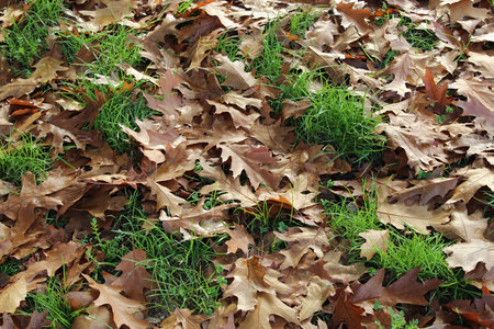 oak leaves.  Autumn Oak Leaves backgroundの写真素材