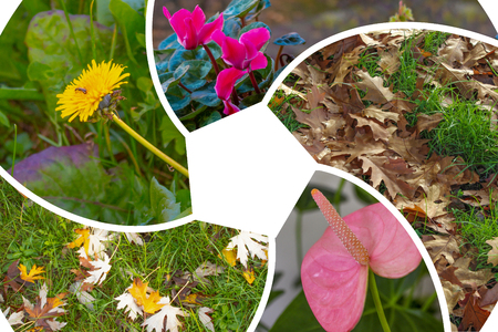 flowers and leaves. collage of the last autumn flowerの写真素材