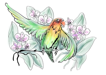 Parrots Lovebird and flowers on white backgroundのイラスト素材