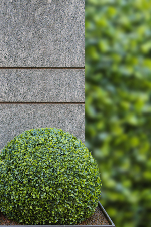 background with plants and grey stoneの写真素材