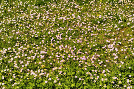 Pink marguerite flowers on spring fieldの写真素材