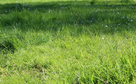 Green grass with meadow flowers