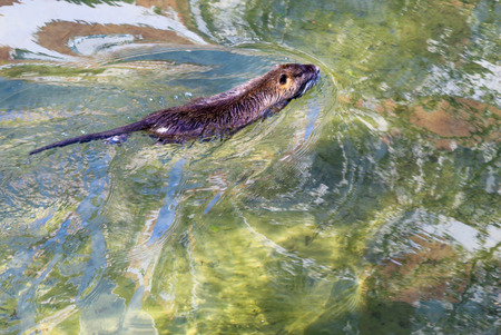 A muskrat swims on the riverの写真素材