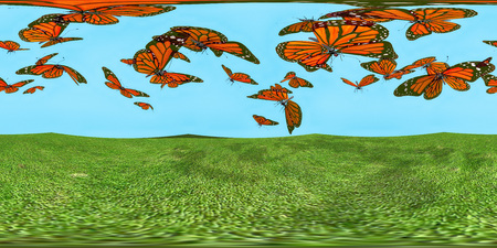 HDRI map with butterflies and green grassの写真素材