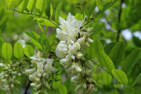 Blooming white acacia with wild beeの写真素材