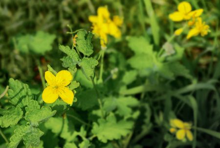 Medicinal plant celandine in the gardenの写真素材