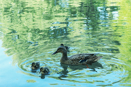 A wild duck with ducklings in the waterの写真素材