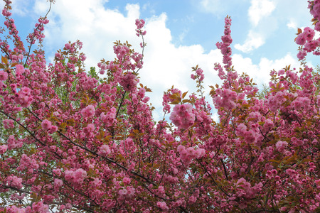 A blooming pink cherry and blue sky with cloudsの写真素材