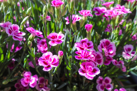 Pink carnation on a sunny dayの写真素材