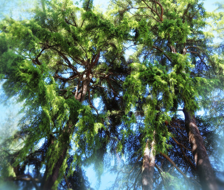 Pine forest. View of tall old trees and blue skyの写真素材