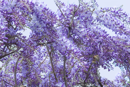 Wisteria plant, blue acacia flower during may, violet backgroundの写真素材