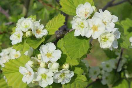 White flowers of viburnum on a branch in the bushの写真素材