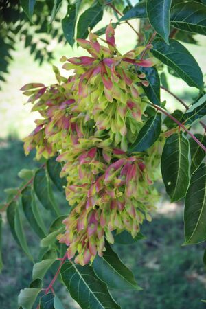 Close up of seeds of the ash. Fraxinus excelsiorの写真素材