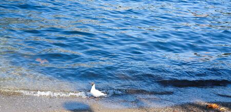 white birds seagulls walking by the beach against natural blue waterの写真素材