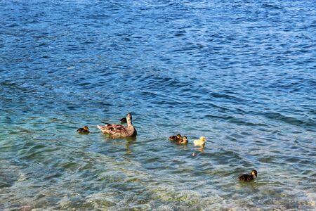 duck with ducklings. Mother duck with her ducklingsの写真素材