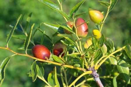 ripening jujube fruits. Ziziphus, jujuba, red date, Chinese date is a species of buckthorn family.の写真素材
