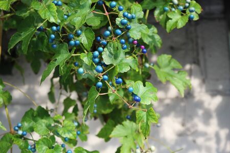 Bunches of wild red wine grapes hang from an old vineの写真素材