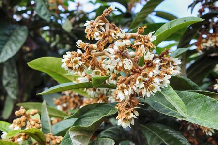 white flowers of medlar tree on a bright summer dayの写真素材